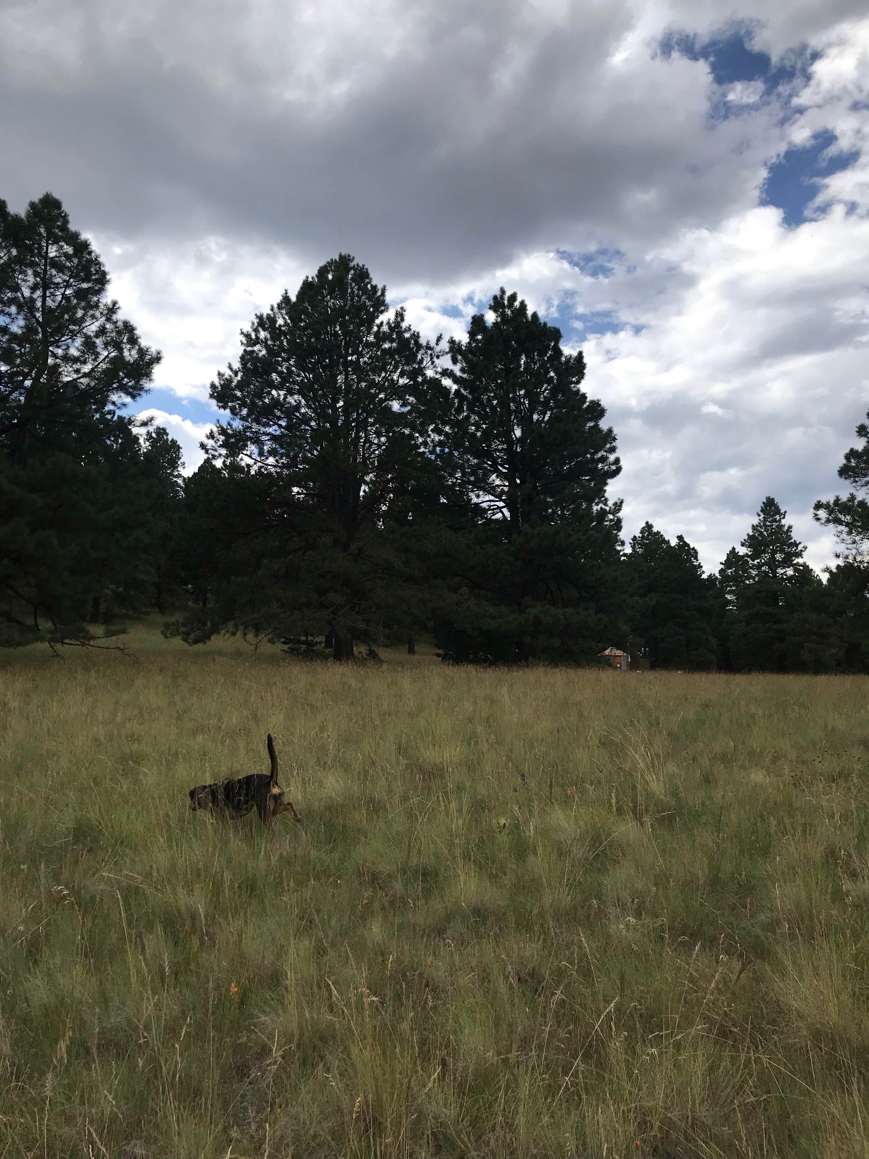 Camper-submitted photo at Arizona Nordic Village near Cameron, AZ