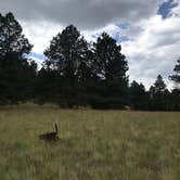 Review photo of Arizona Nordic Village by CJ T., September 4, 2019