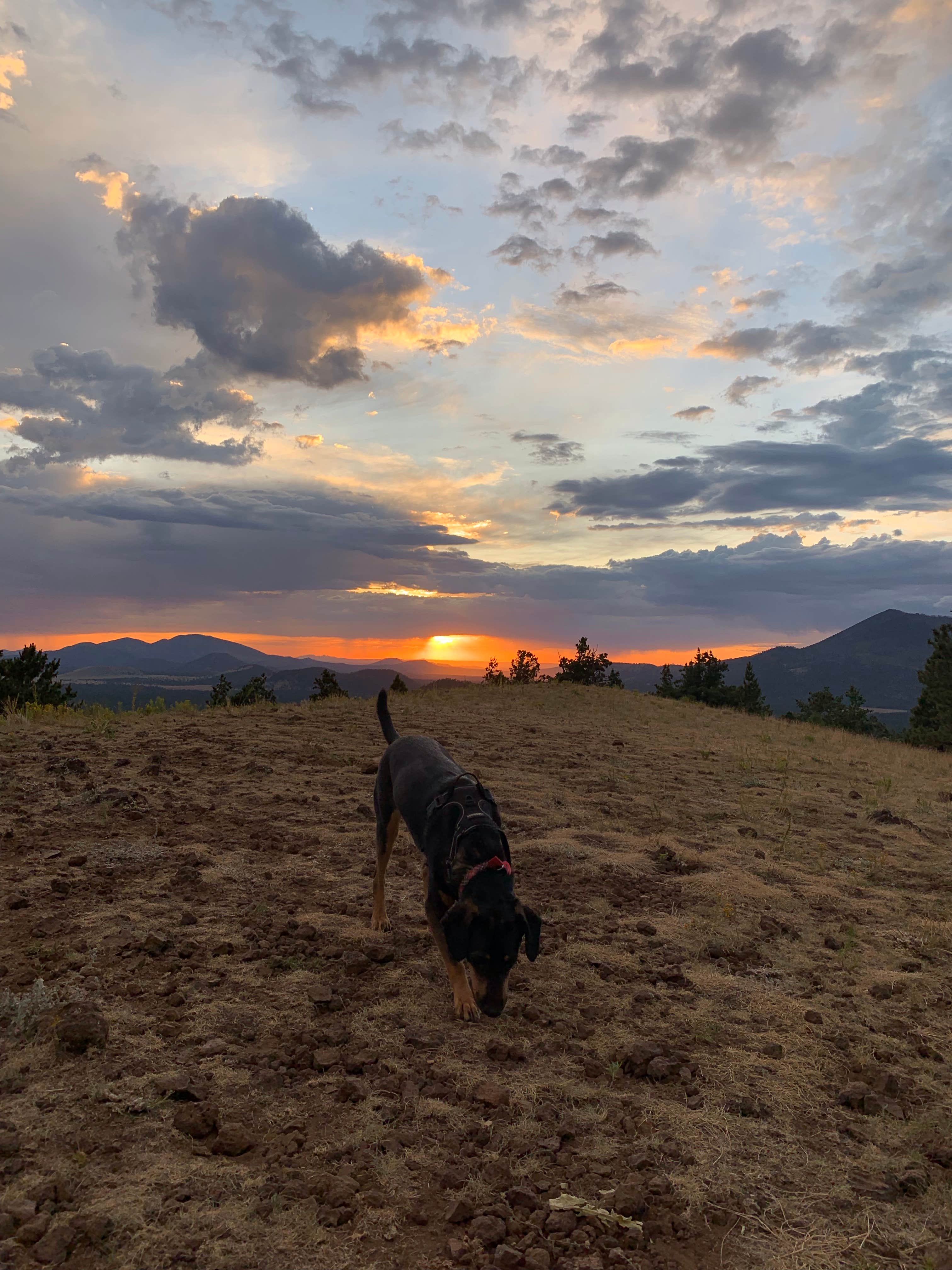CJ T.'s photo of camping with pets at Arizona Nordic Village near Bellemont, AZ
