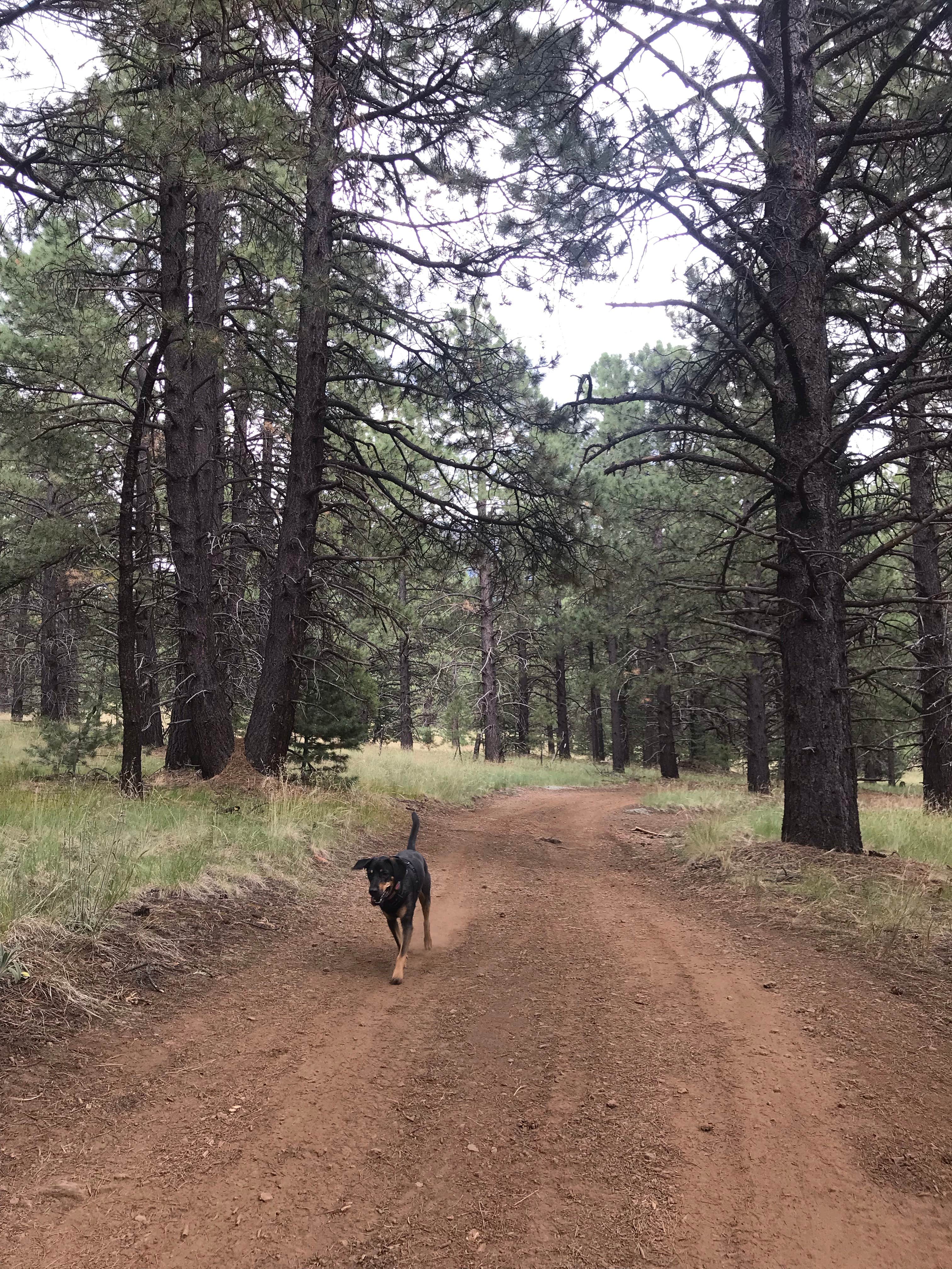 CJ T.'s photo of camping with pets at Arizona Nordic Village near Parks, AZ