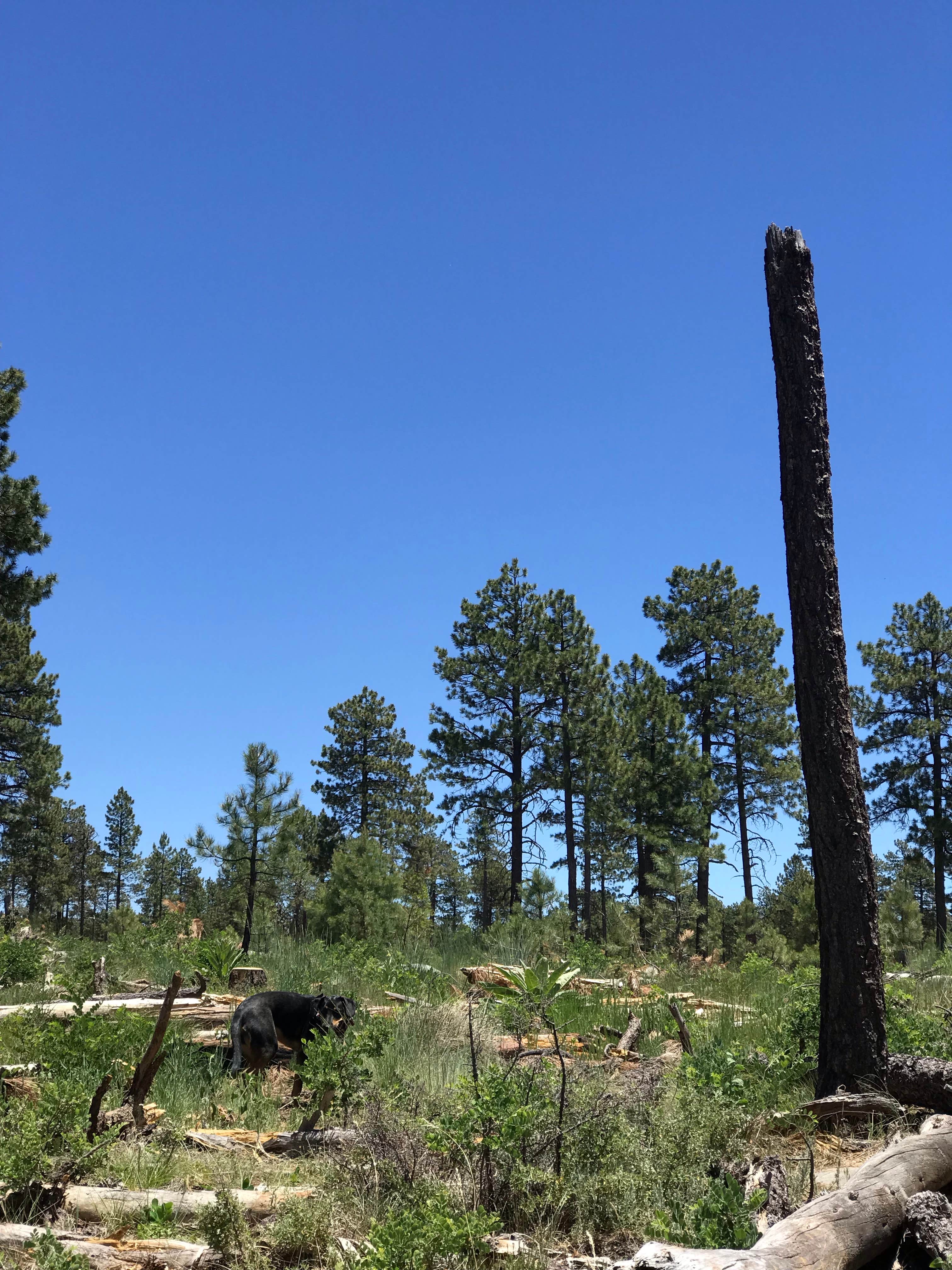 Camper-submitted photo at Carr Lake Campground on Forest Road 9350 near Sun Valley, AZ
