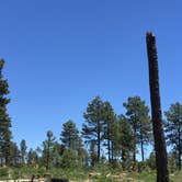 Review photo of Carr Lake Campground on Forest Road 9350 by CJ T., September 4, 2019