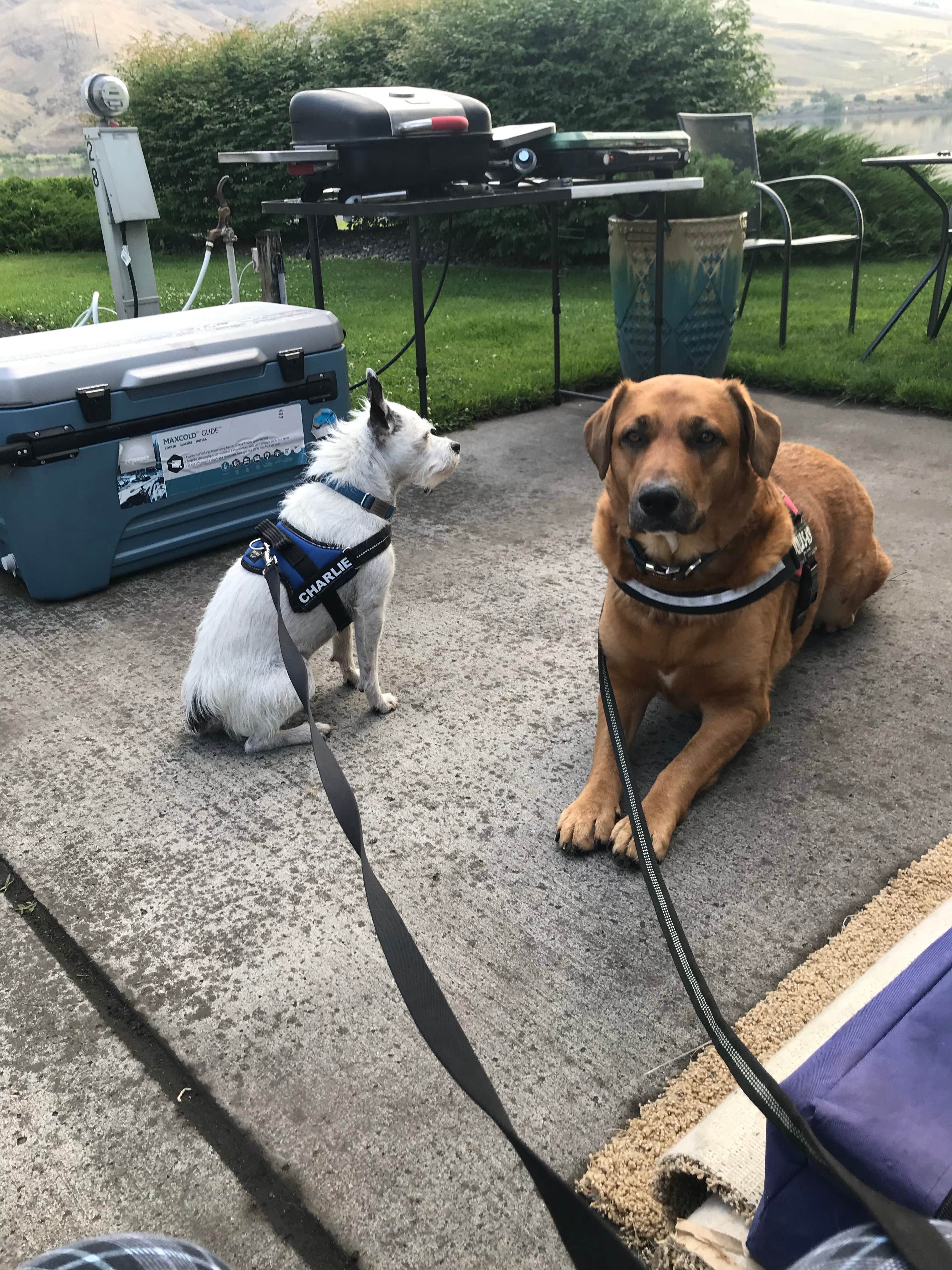 Wendy M.'s photo of camping with pets at Premier RV Resort at Granite Lake near Moscow, ID