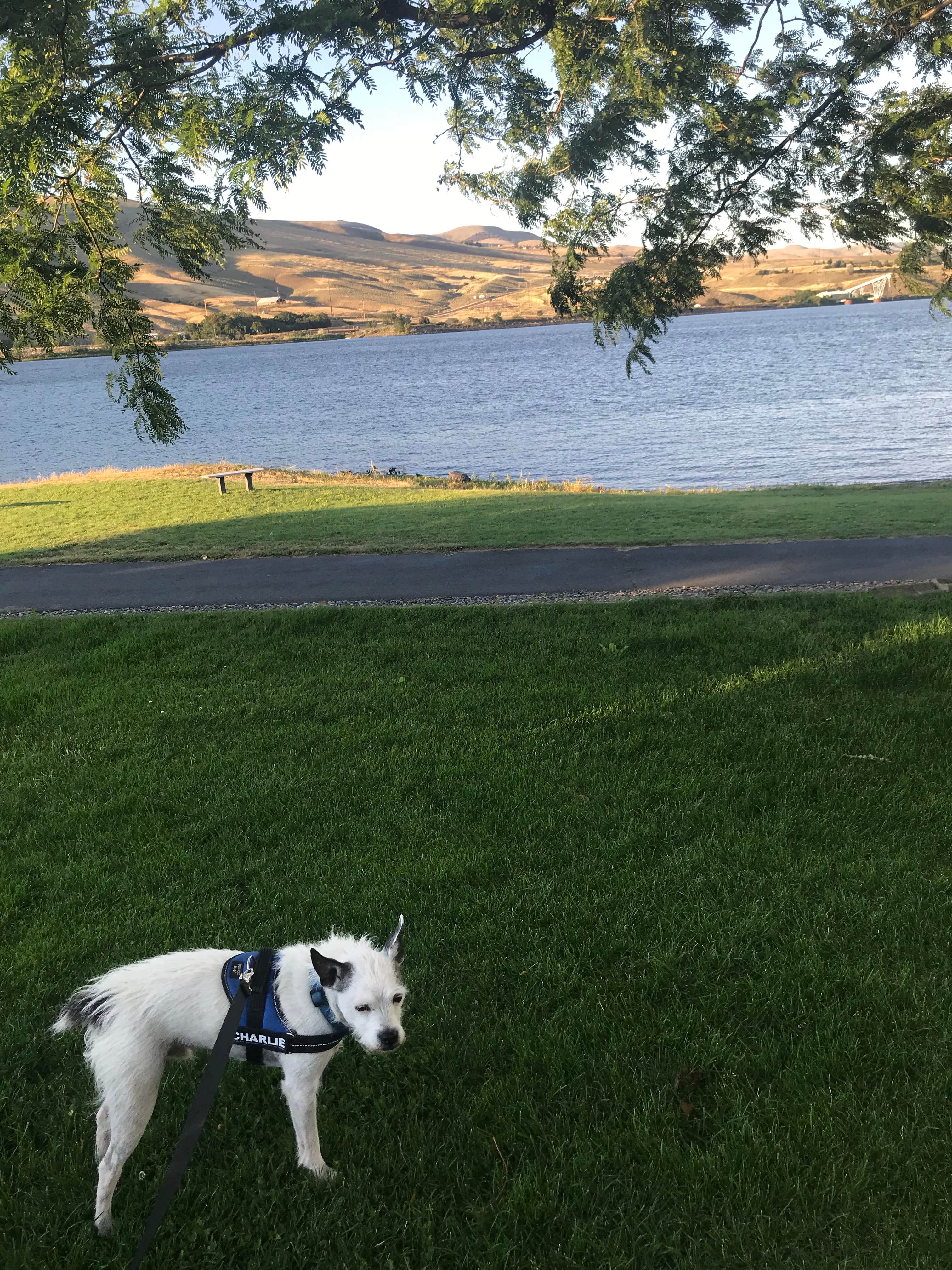 Wendy M.'s photo of camping with pets at Premier RV Resort at Granite Lake near Pullman, WA