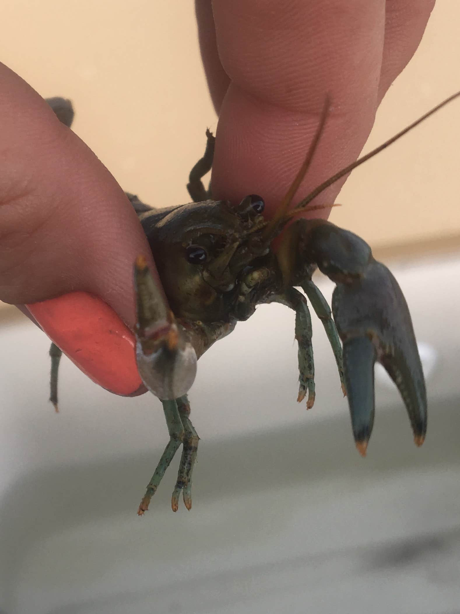 Camper-submitted photo at Star Island Campground near Cass Lake, MN