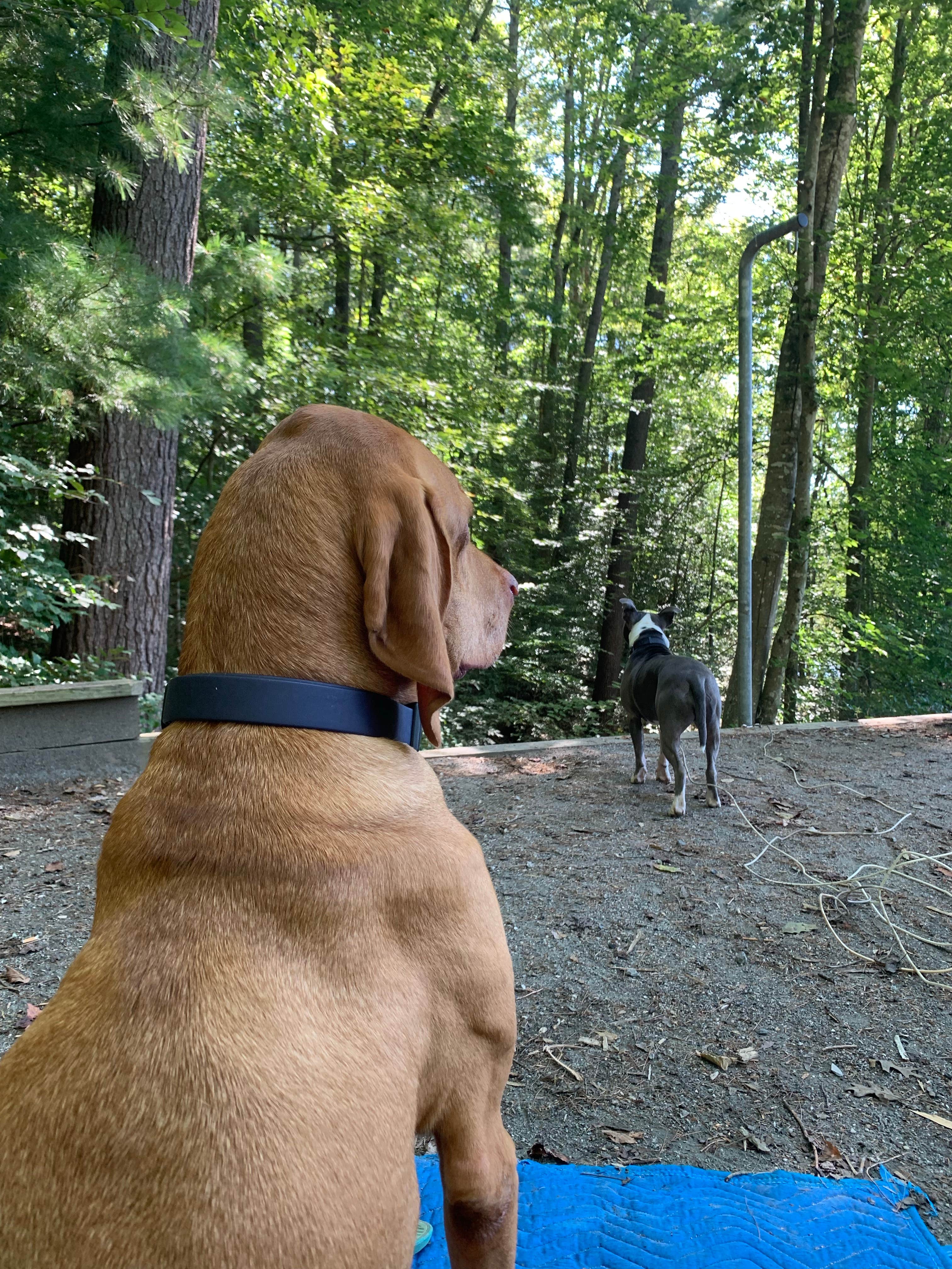 Camper-submitted photo at Warrior Creek near Wilkesboro, NC