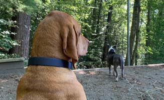Jen D.'s photo of camping with pets at Warrior Creek near Granite Falls, NC