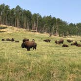 Review photo of Blue Bell Campground — Custer State Park by Kathy M., August 5, 2017