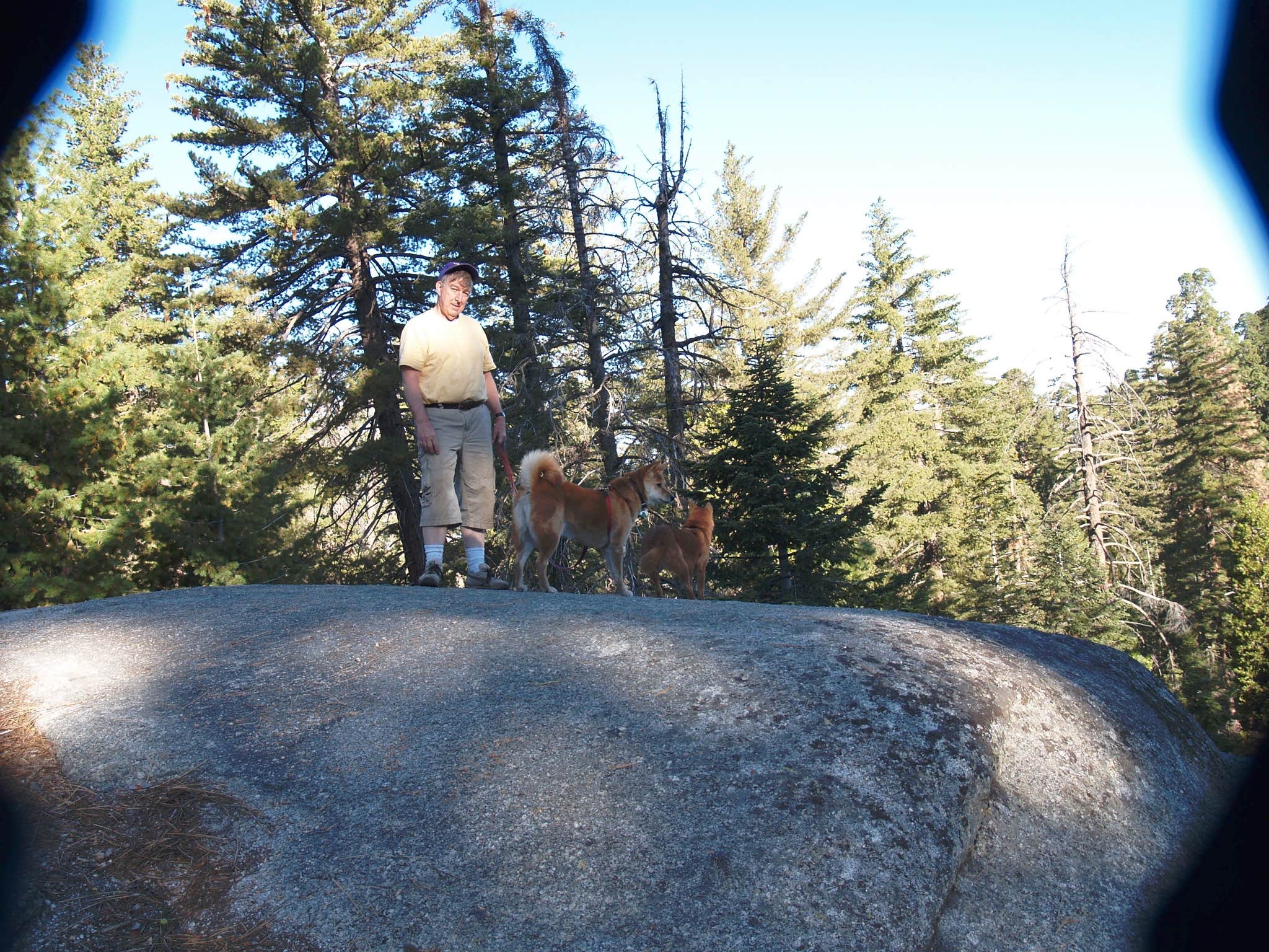 Henry H.'s photo of camping with pets at Azalea Campground — Kings Canyon National Park near Hume, CA
