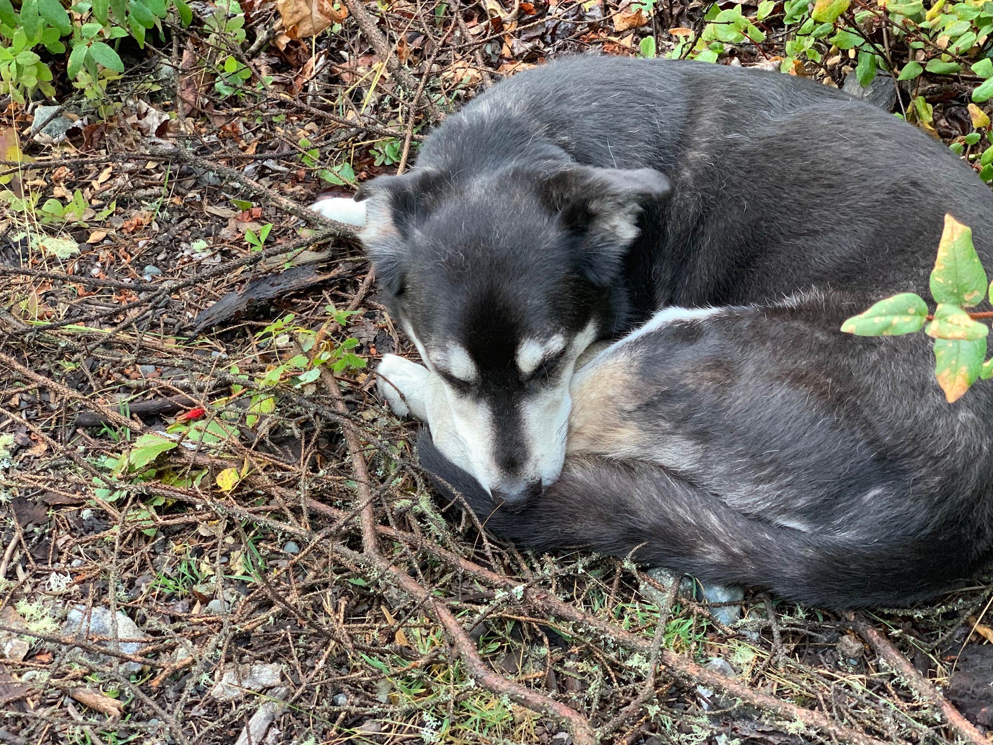 Jeff L.'s photo of camping with pets at King Mountain State Rec Area near Sutton, AK