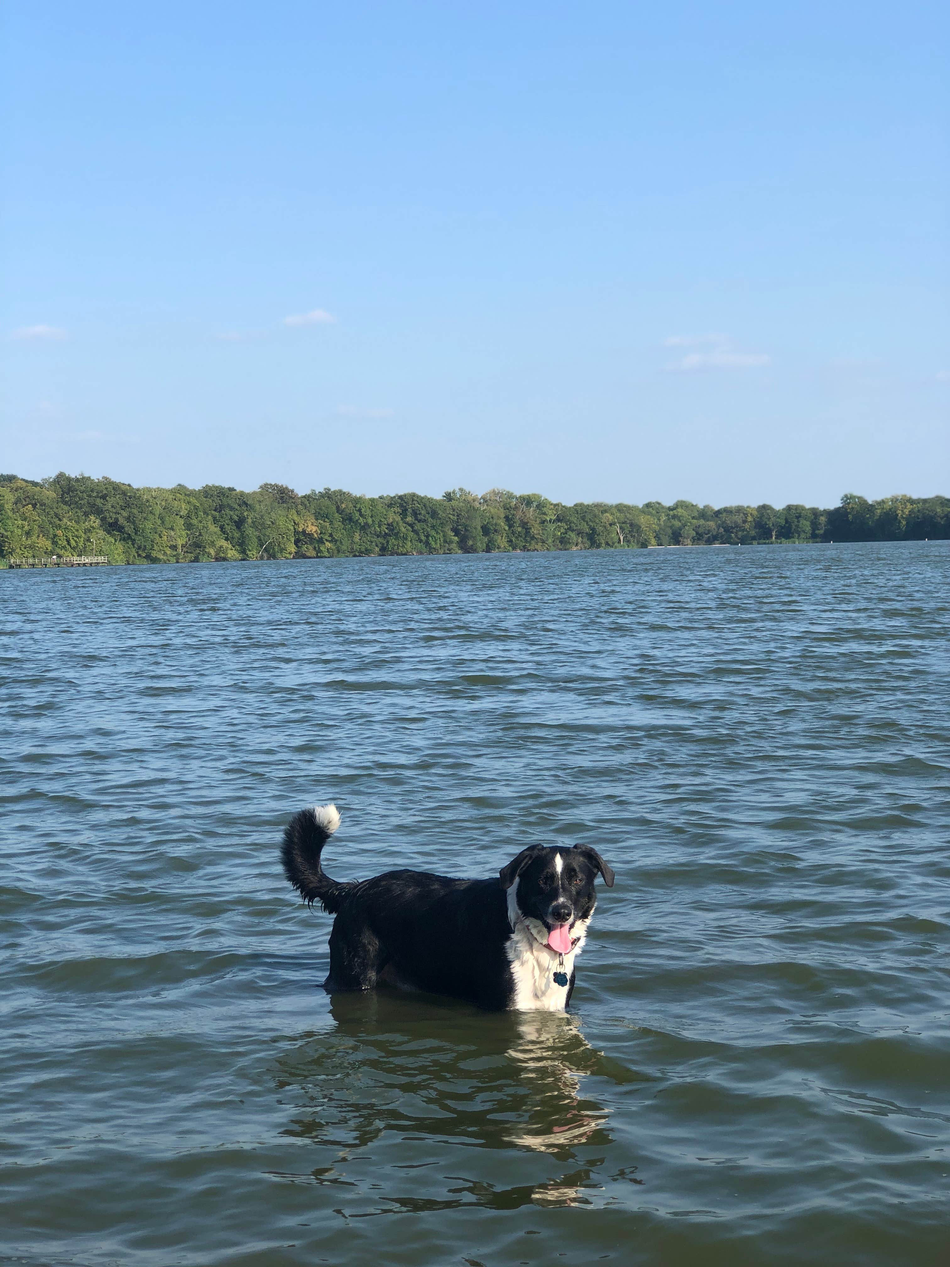Paige M.'s photo of camping with pets at Fort Parker State Park Campground near Navarro Mills Lake