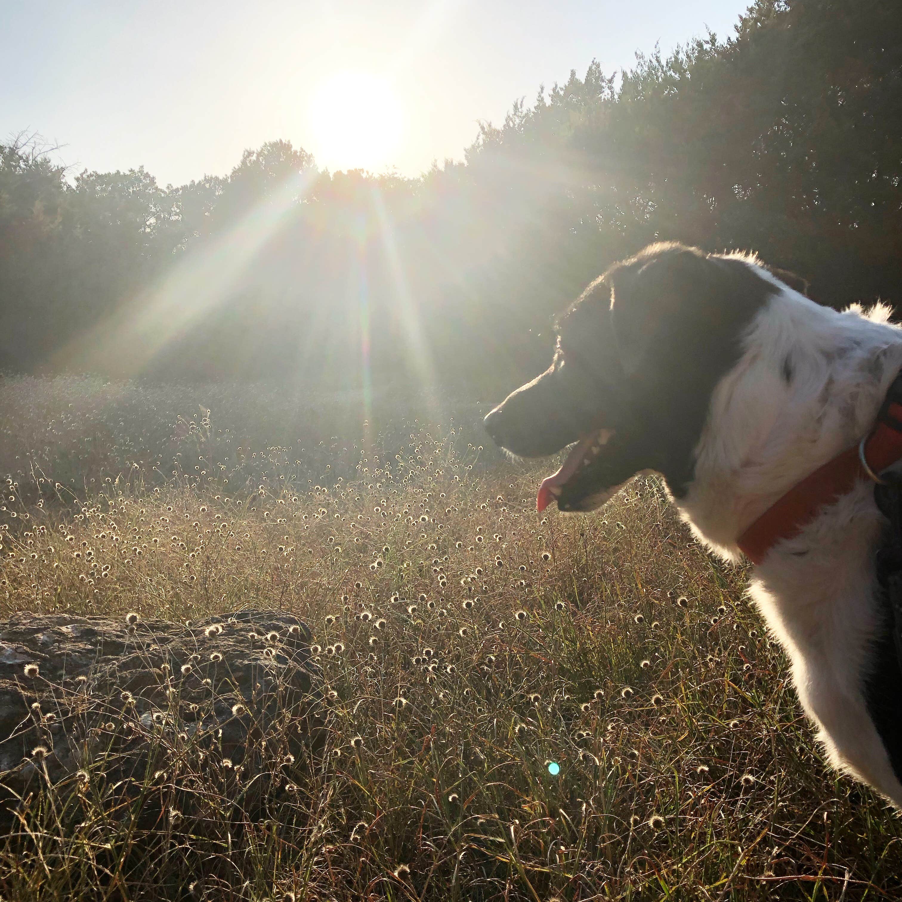 Paige M.'s photo of camping with pets at Meridian State Park Campground near Glen Rose, TX