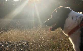 Paige M.'s photo of camping with pets at Meridian State Park Campground near Whitney Lake
