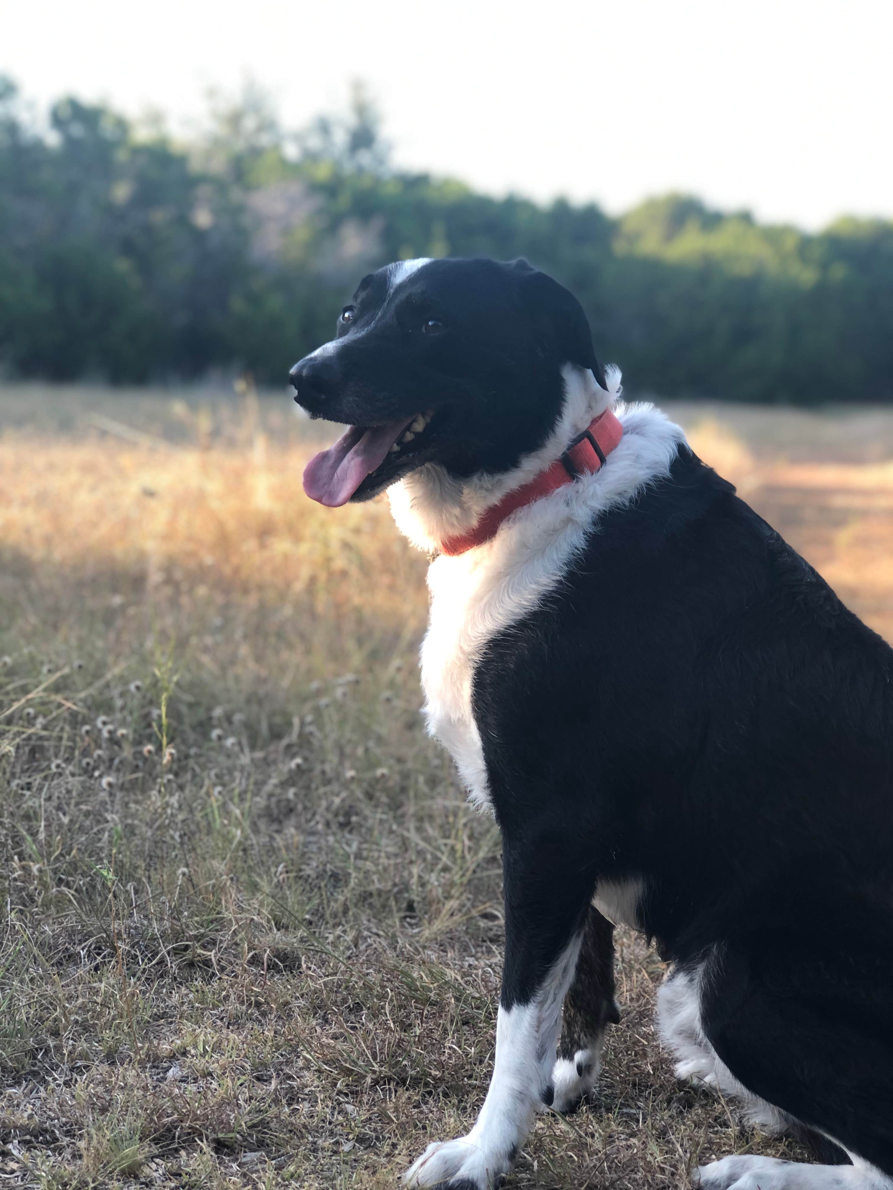 Paige M.'s photo of camping with pets at Meridian State Park Campground near Dublin, TX
