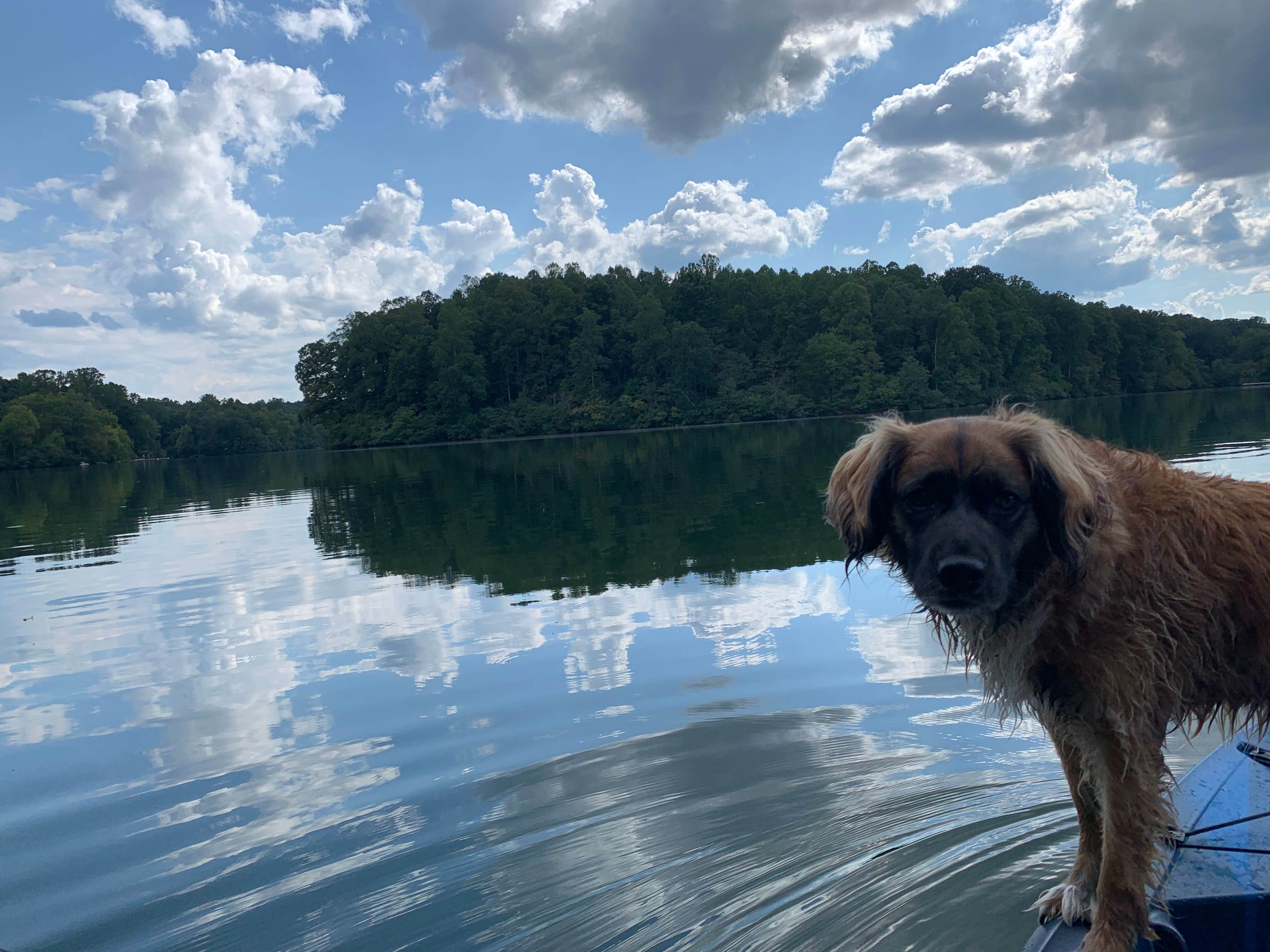 Shannon N.'s photo of camping with pets at Montgomery Bell State Park Campground near Duck River, TN