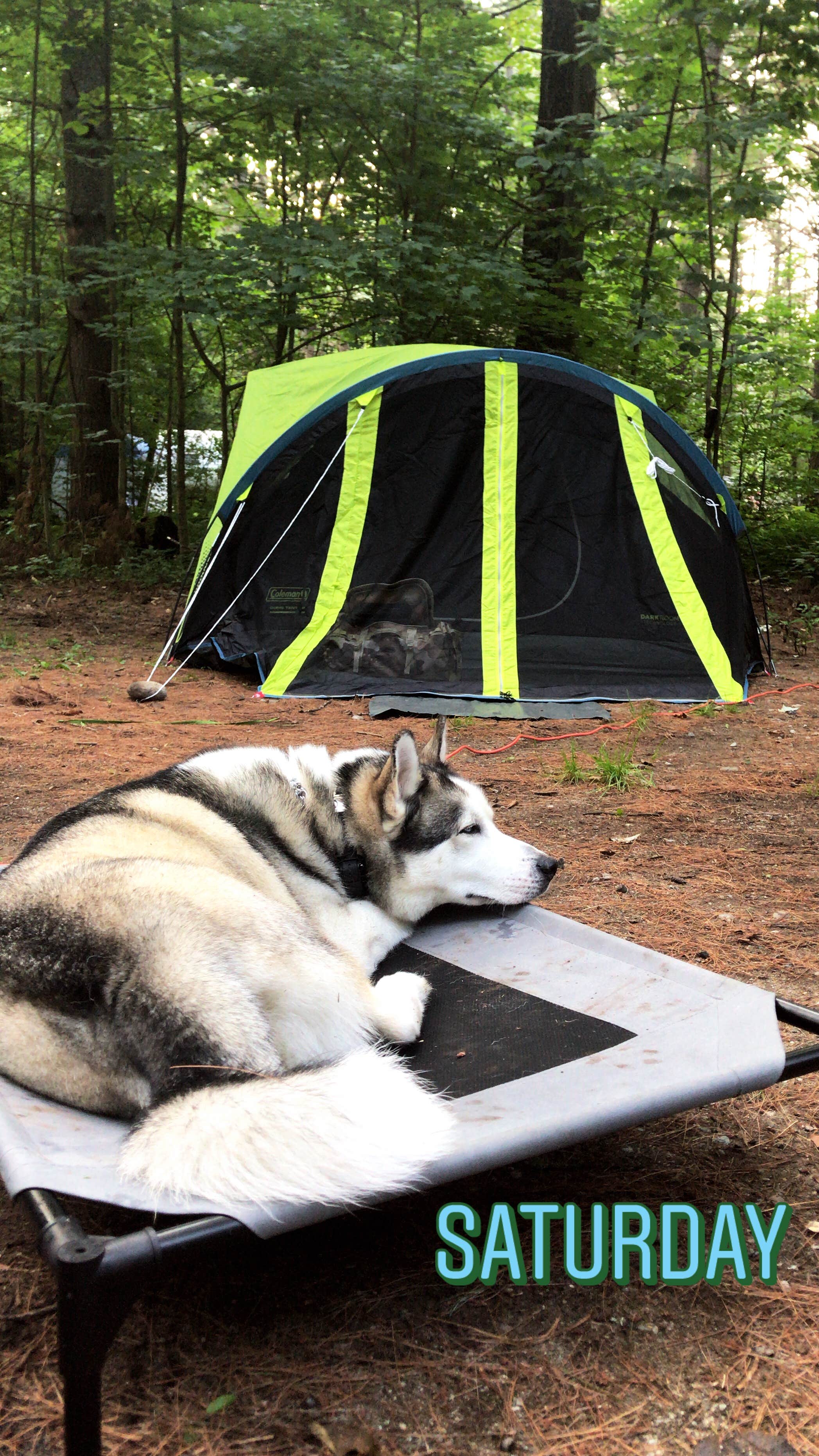 Camper submitted image from Medcalf Acres Riverfront Campground - 3