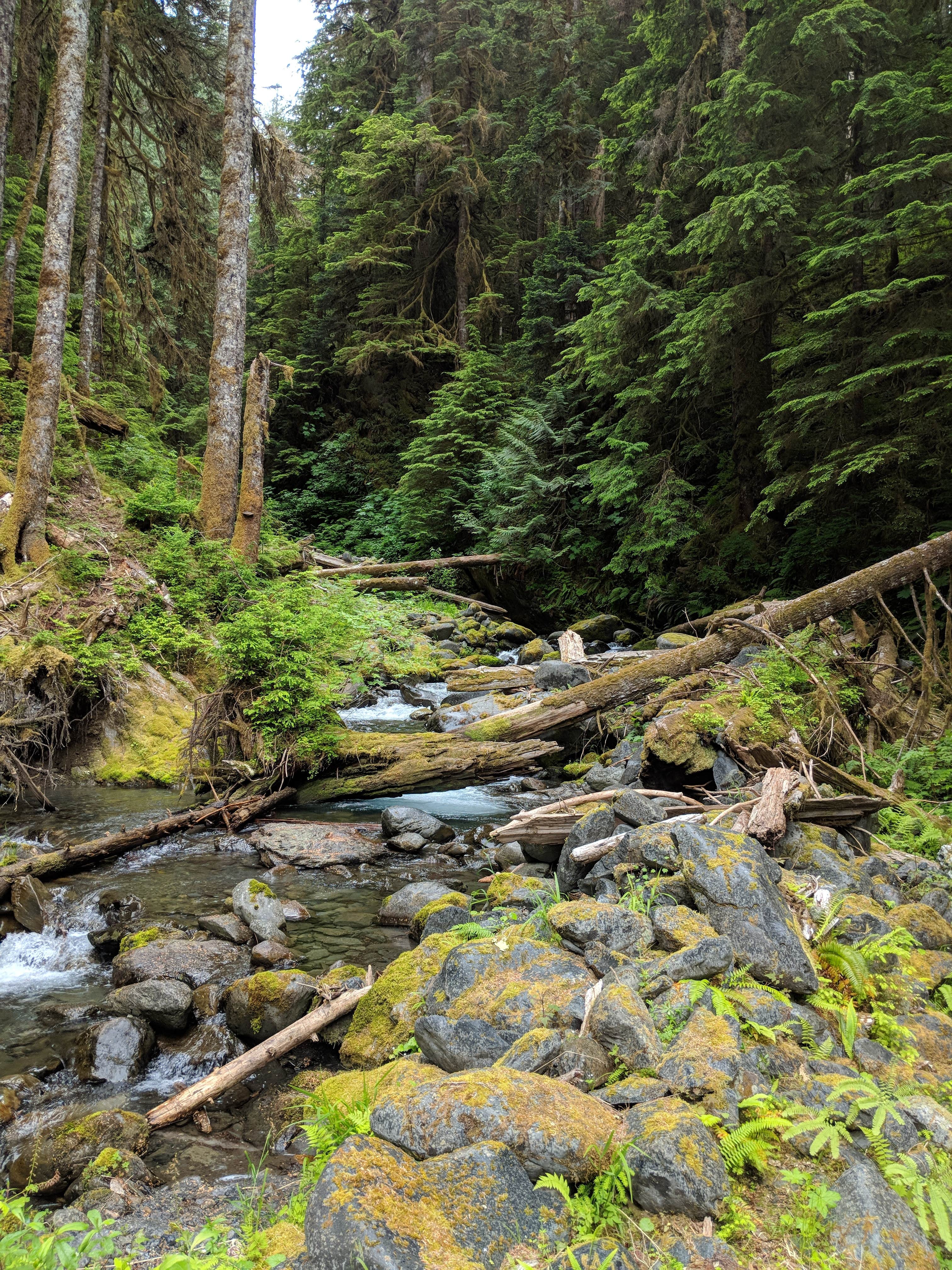 Camper submitted image from Pyrites Creek — Olympic National Park - 1