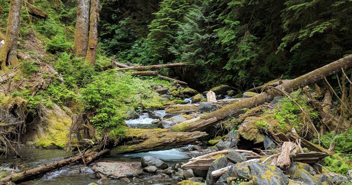 Pyrites Creek — Olympic National Park