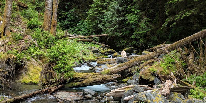 Camper submitted image from Pyrites Creek — Olympic National Park