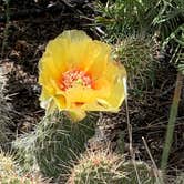 Review photo of Pinon Flats Campground — Great Sand Dunes National Park by Justin C., September 6, 2019