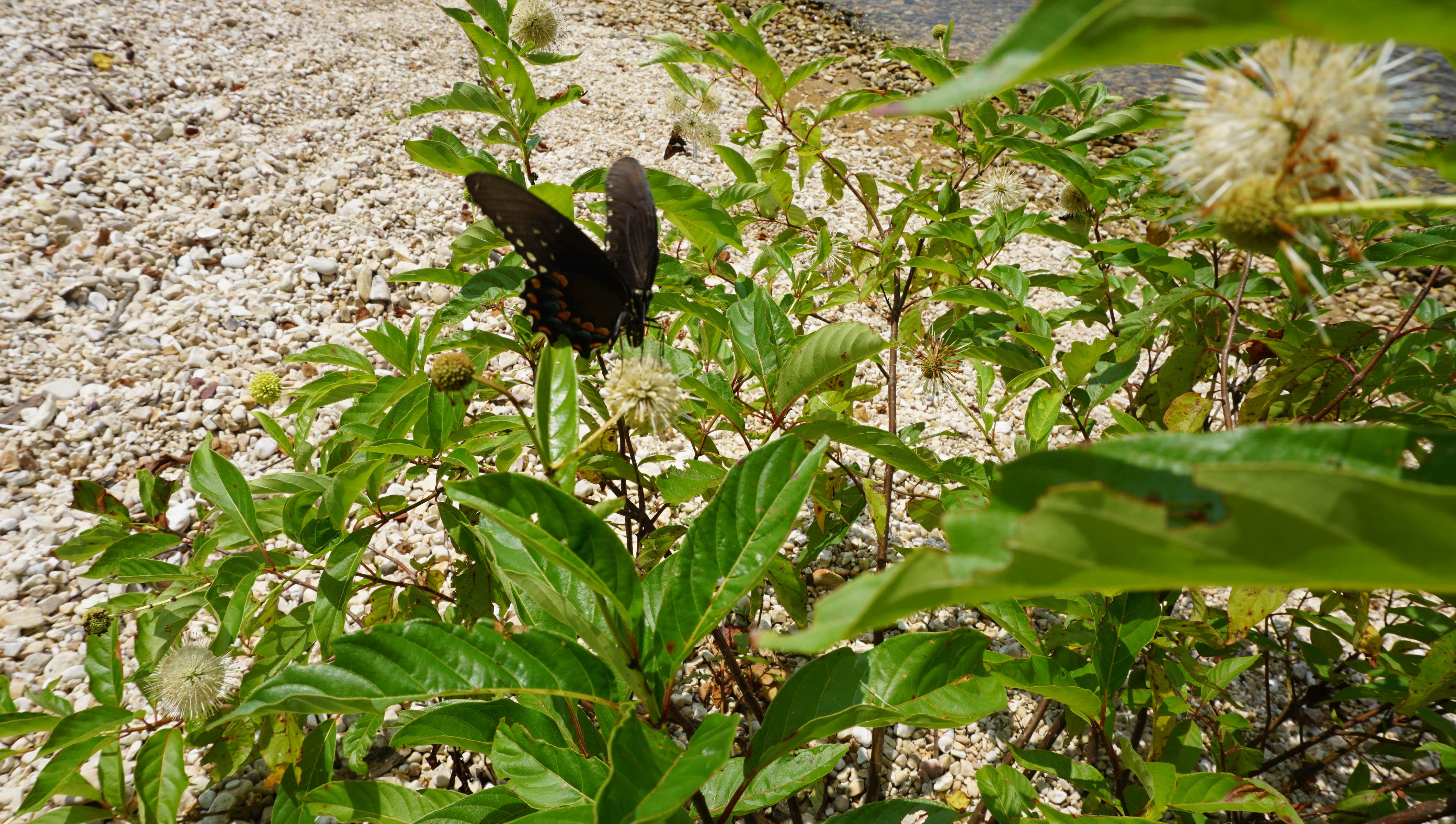 Camper-submitted photo at Twin Lakes Campground near Gilbertsville, KY