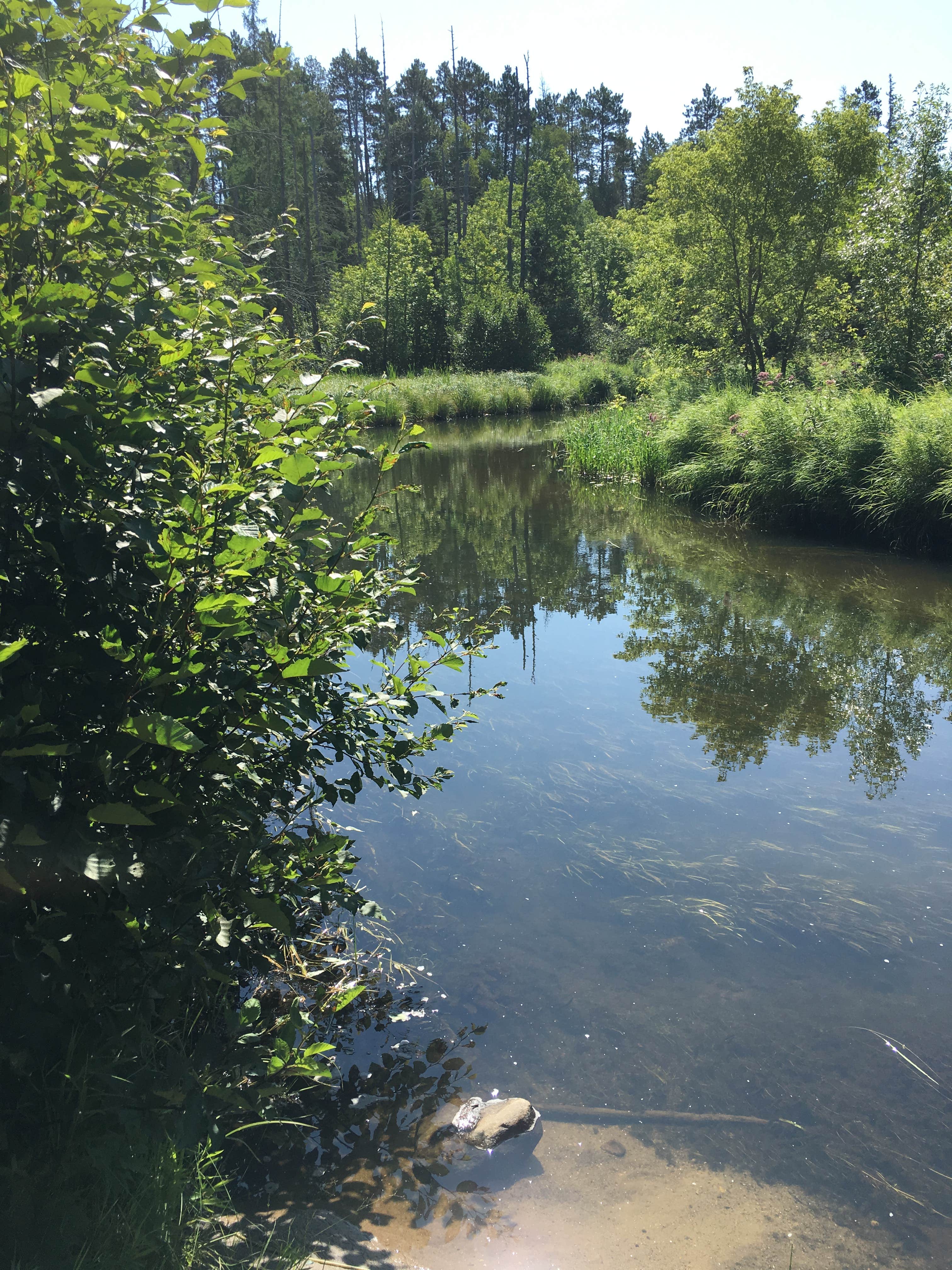 Camper submitted image from Stumphges Rapids Landing - 3