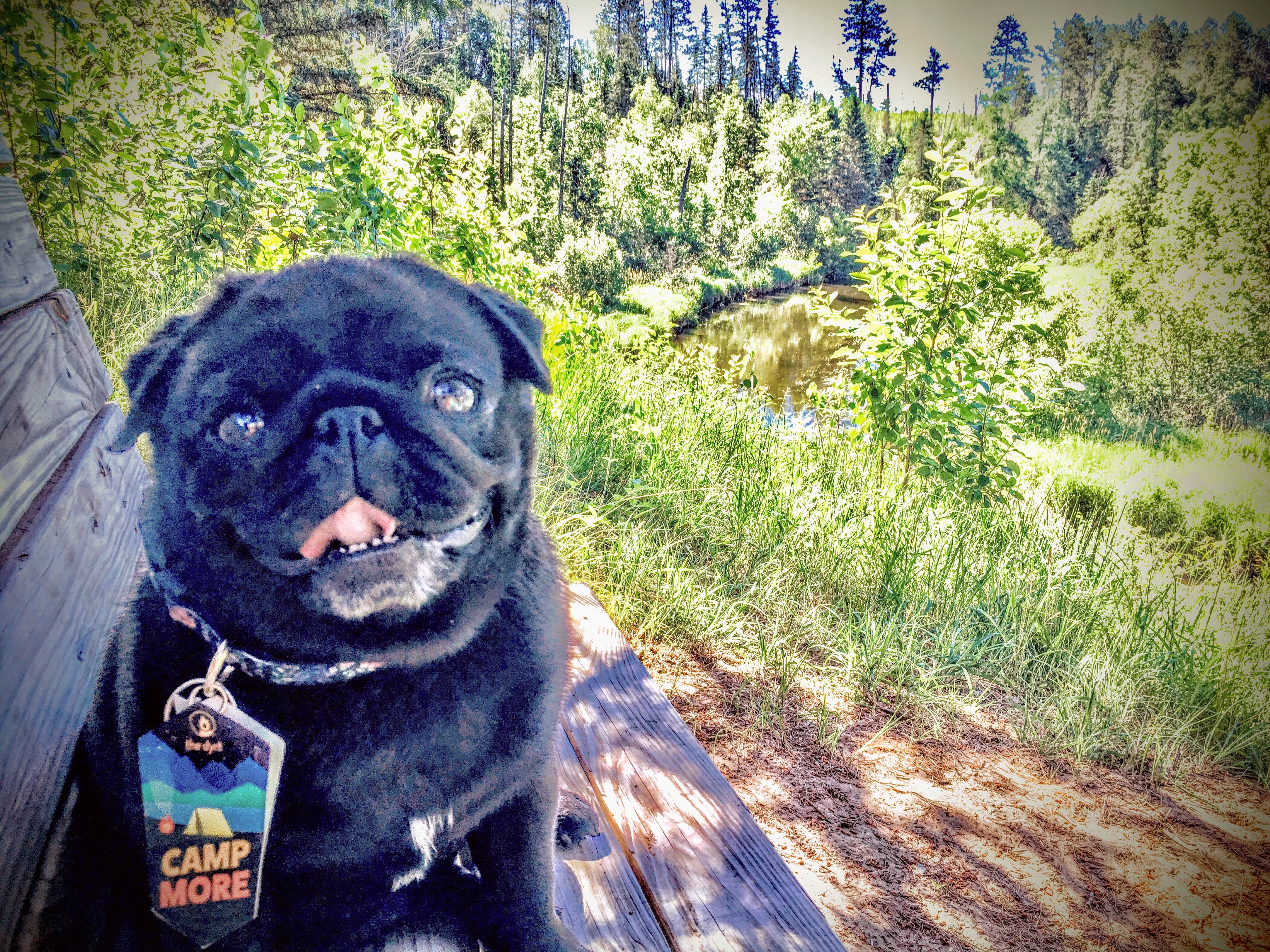 Janet R.'s photo of camping with pets at Stumphges Rapids Landing near Midway, MN