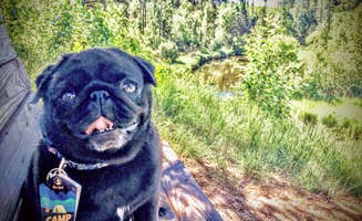 Janet R.'s photo of camping with pets at Stumphges Rapids Landing near Midway, MN