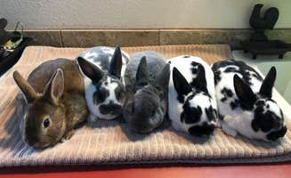 The Dyrt's photo of camping with pets at LisBon Acres RnR near Scappoose, OR