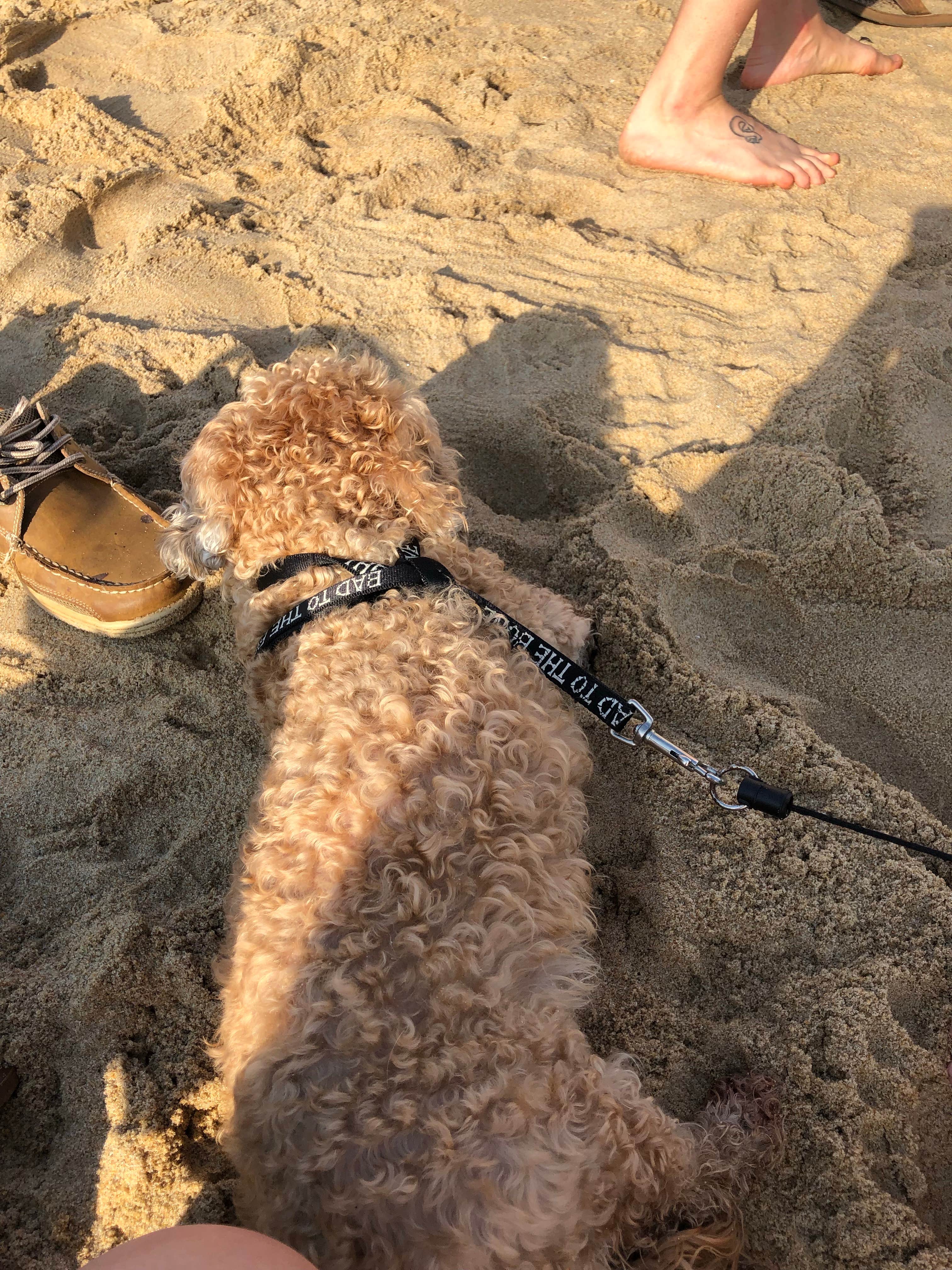 RL's photo of camping with pets at First Landing State Park Campground near Greenwood, VA