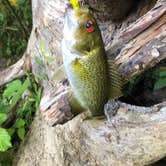 Review photo of Abrams Creek Campground — Great Smoky Mountains National Park by Gary S., September 6, 2019