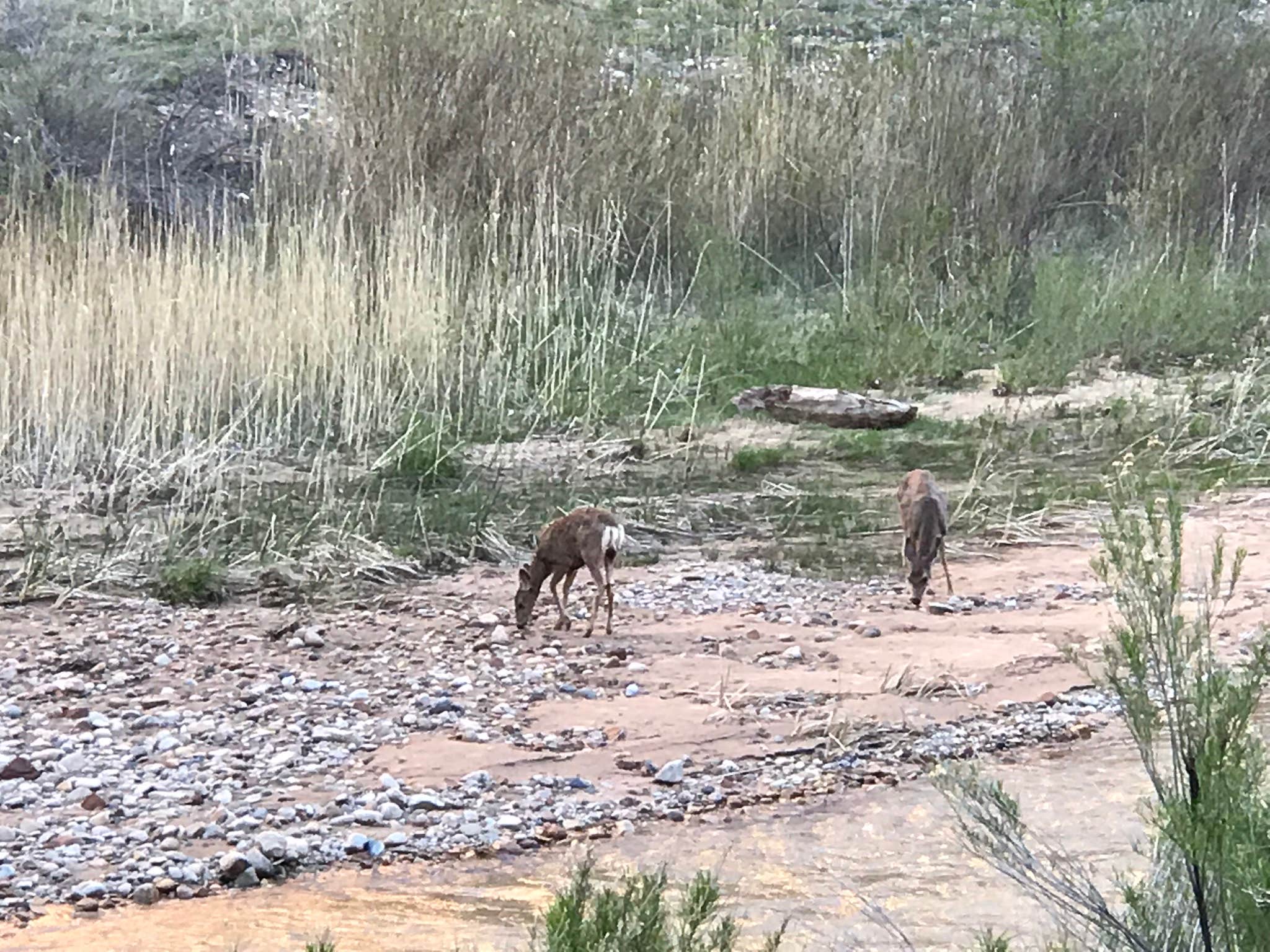 Bari B.'s photo of camping with pets at Zion Canyon Campground near Newcastle, UT