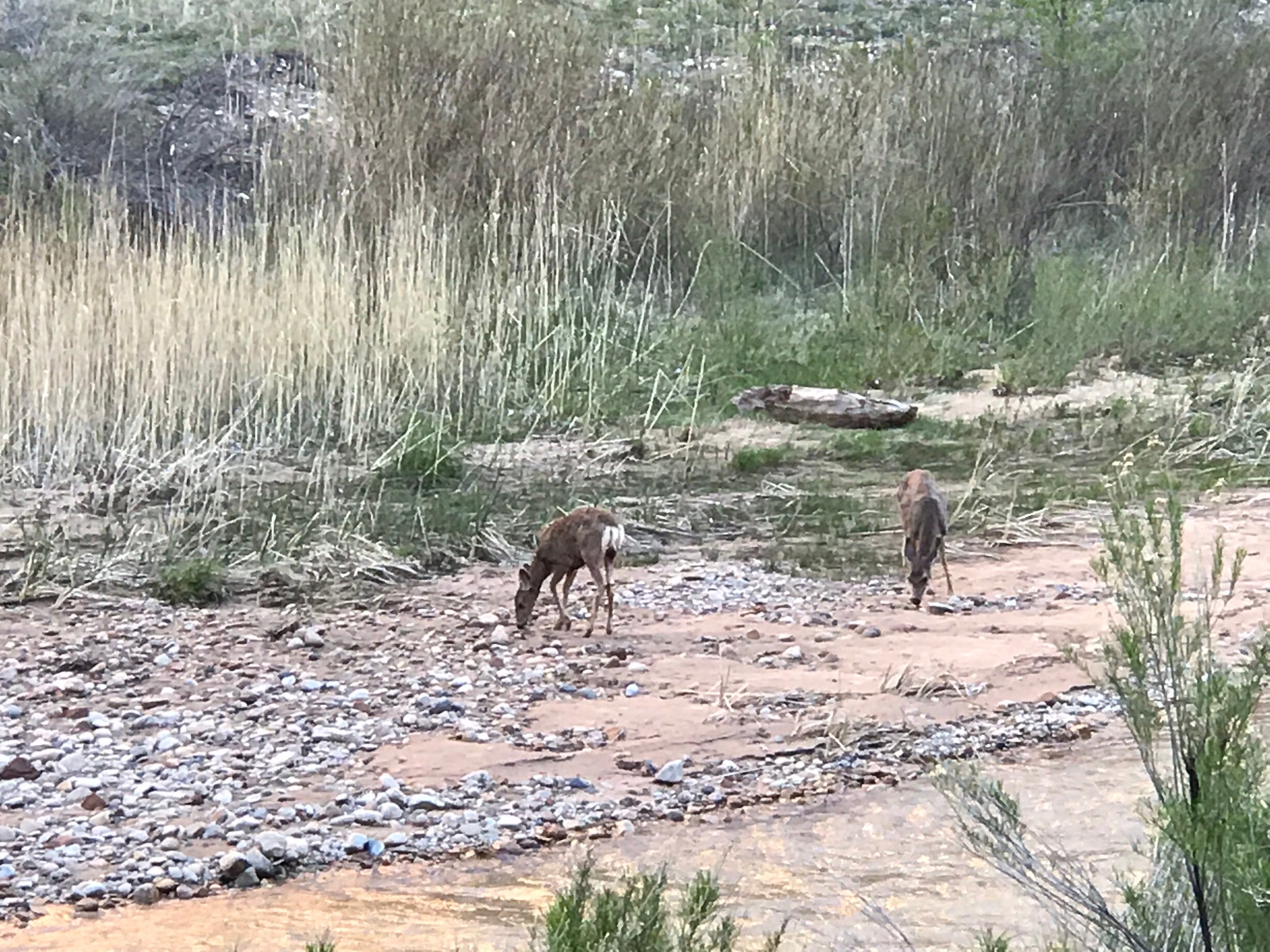 Deer at our creek