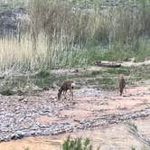 Review photo of Zion Canyon Campground by Bari B., September 6, 2019