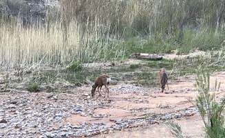 Bari B.'s photo of camping with pets at Zion Canyon Campground near Zion National Park