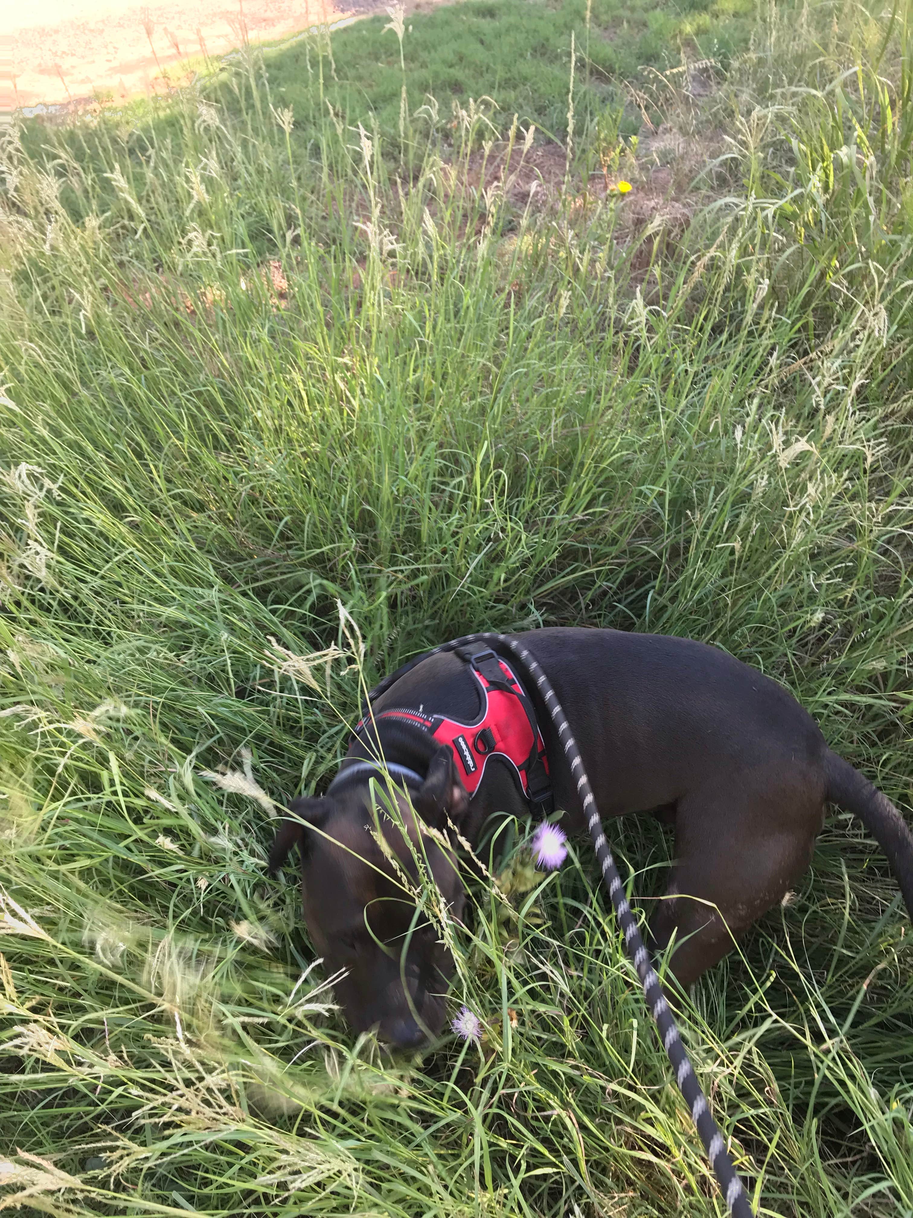 Kelly B.'s photo of camping with pets at Hackberry Campground — Palo Duro Canyon State Park near Fritch, TX