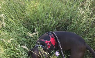 Kelly B.'s photo of camping with pets at Hackberry Campground — Palo Duro Canyon State Park near Vega, TX