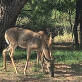 Review photo of Hackberry Campground — Palo Duro Canyon State Park by Kelly B., September 6, 2019