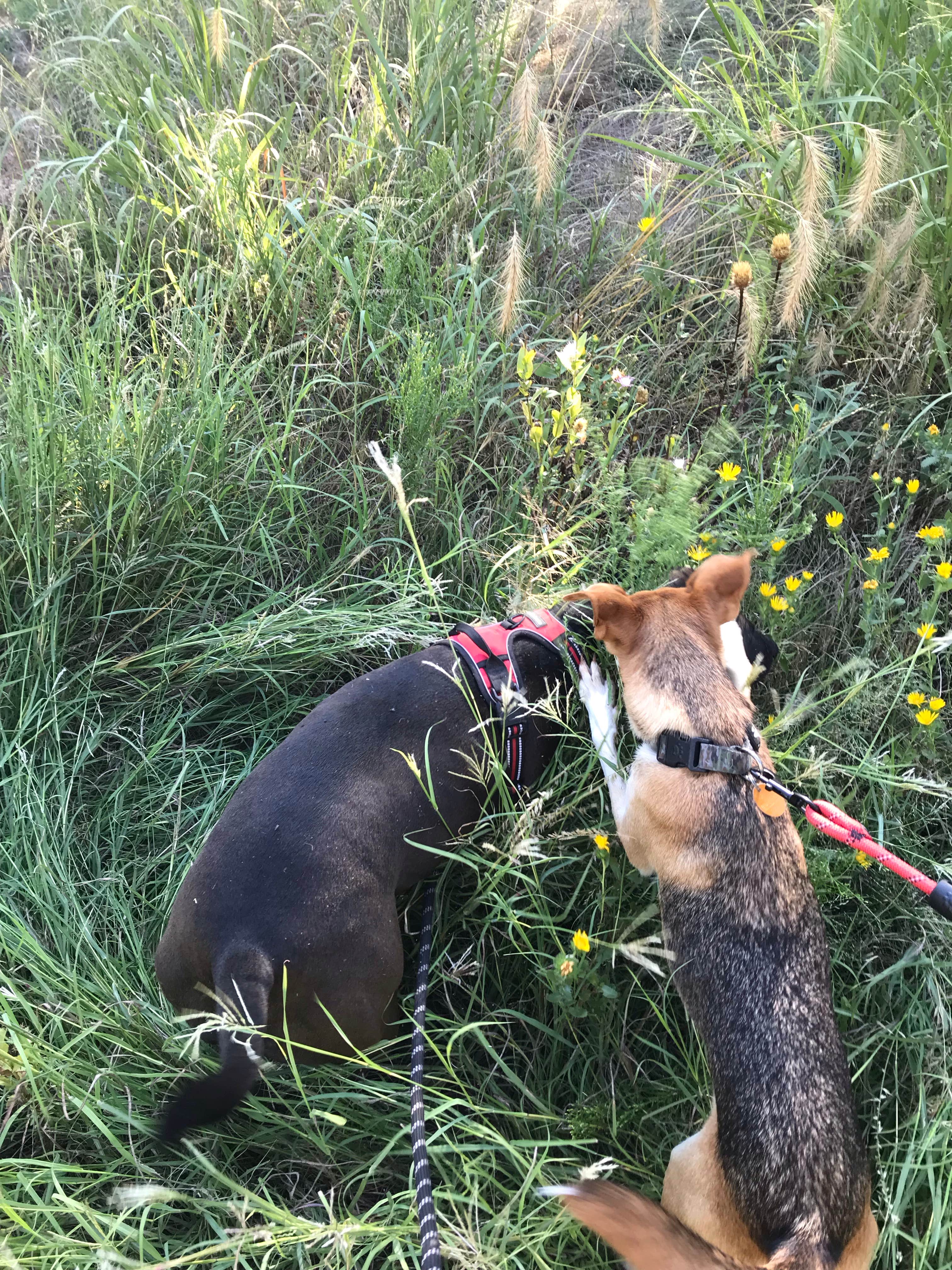 Kelly B.'s photo of camping with pets at Hackberry Campground — Palo Duro Canyon State Park near Vega, TX