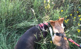 Kelly B.'s photo of camping with pets at Hackberry Campground — Palo Duro Canyon State Park near Amarillo, TX