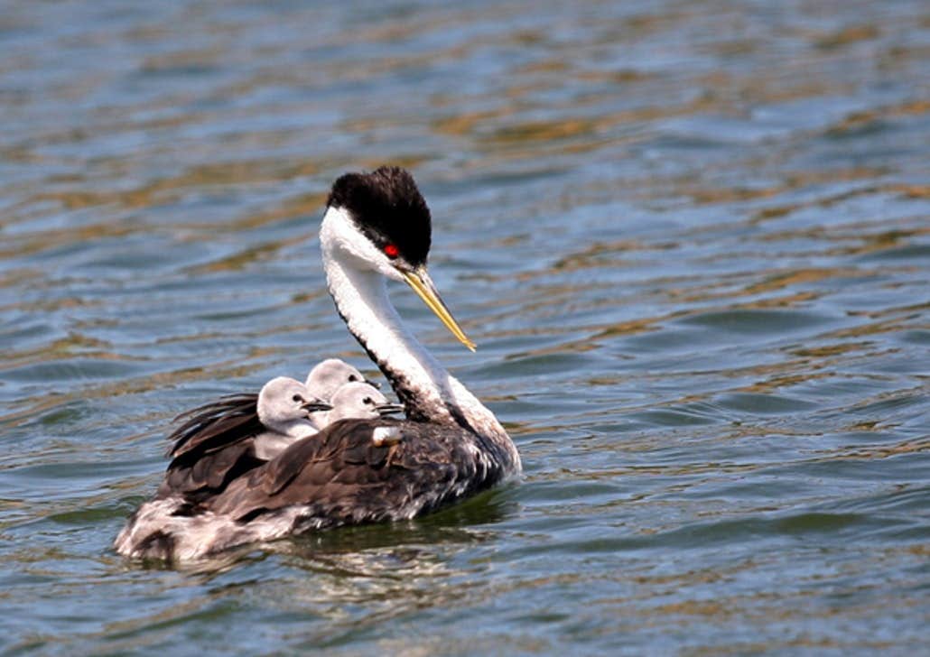 Cachuma Lake Recreation Area