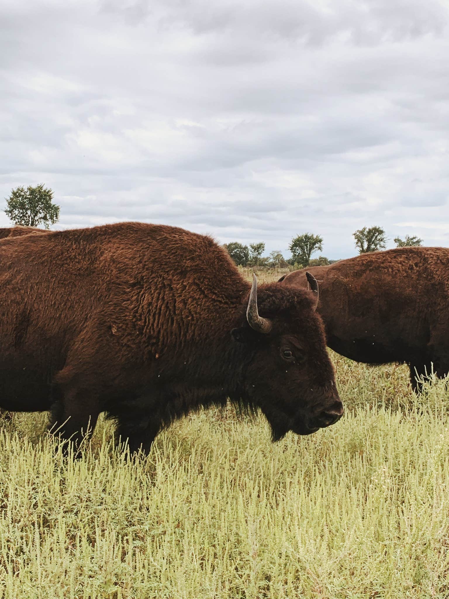 Camper-submitted photo at Red Fox Campground — Minneopa State Park near Kasota, MN