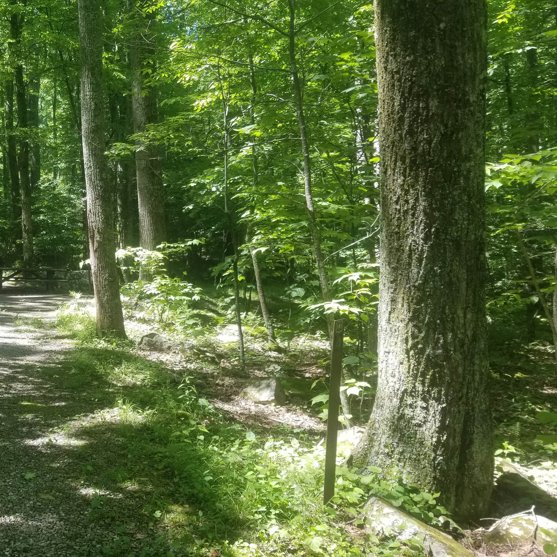 White Rocks Campground | Waiteville, West Virginia