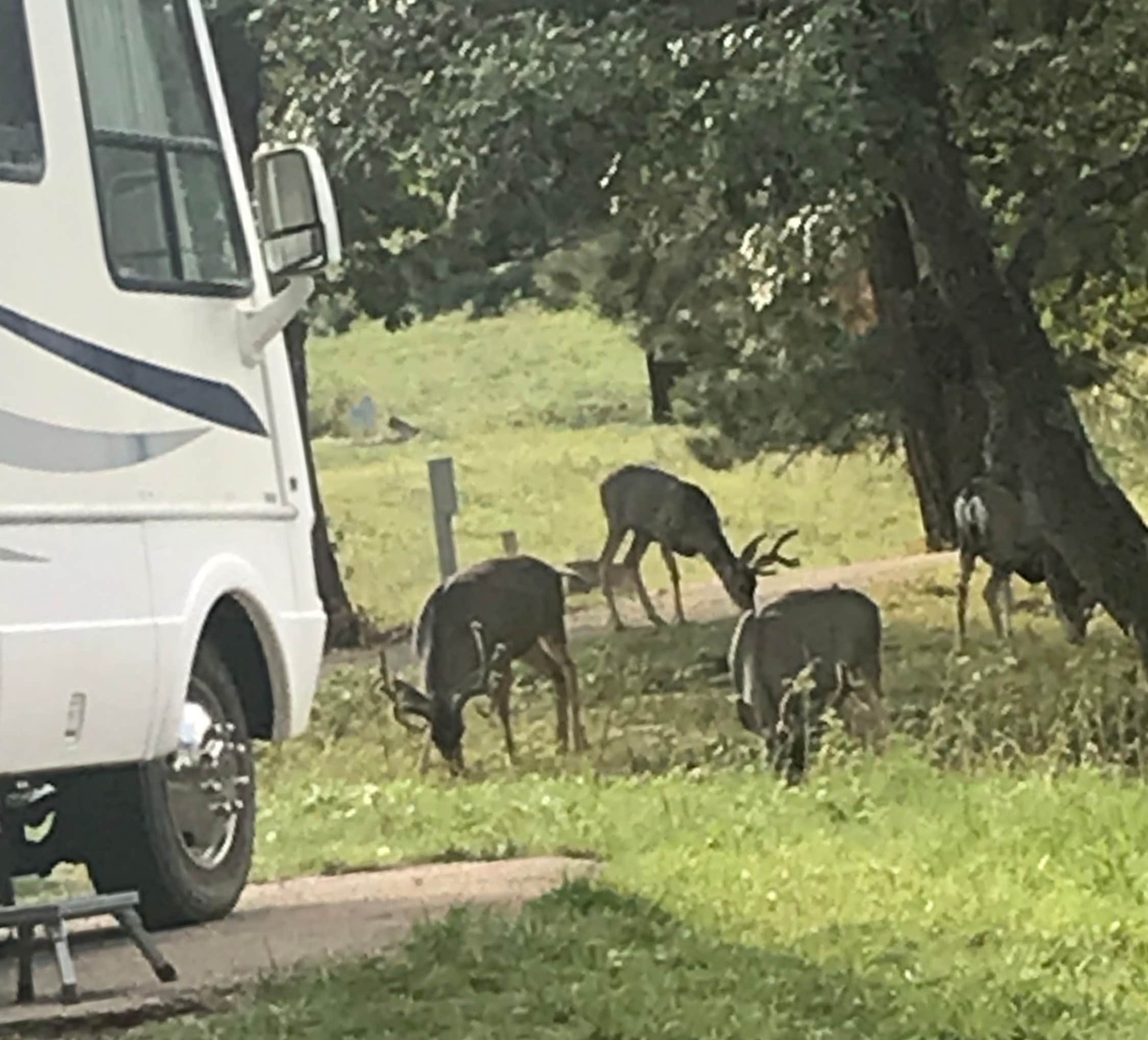 Camper submitted image from Eagle Creek RV Resort - 5