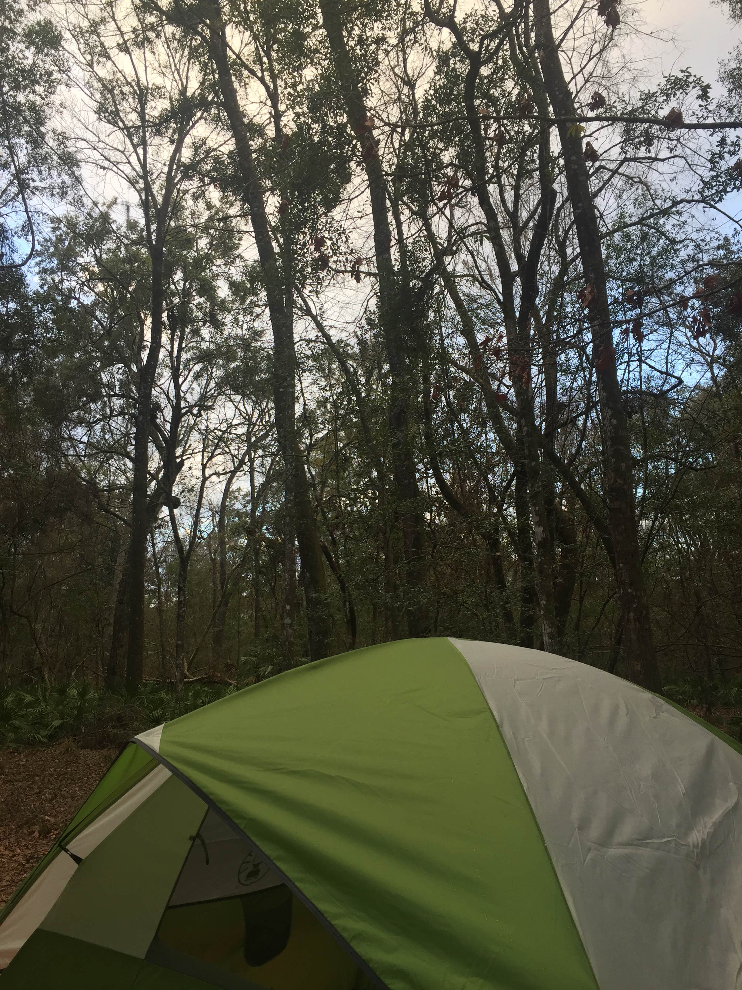 Amelia W.'s photo at Manatee Springs State Park Campground near Fanning Springs, FL