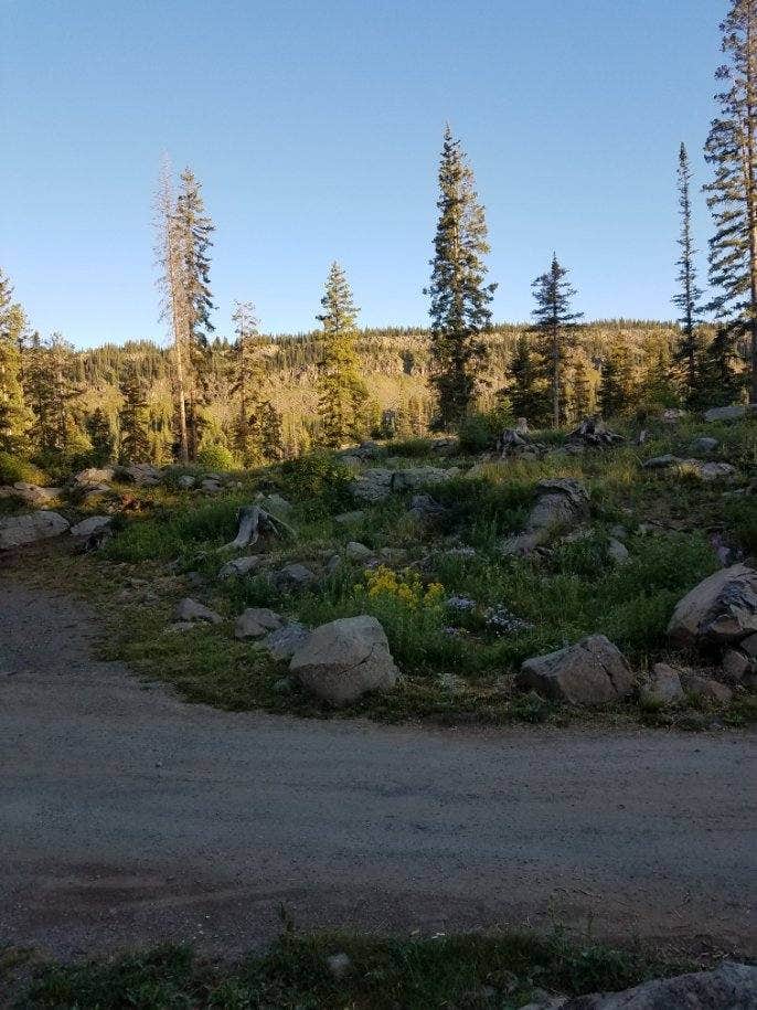 Escape to the Wild: Your Guide to Colorado's Cobbett Campground