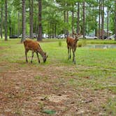 Review photo of Paradise Ranch RV Resort by Amanda B., September 8, 2019
