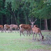 Review photo of Paradise Ranch RV Resort by Amanda B., September 8, 2019