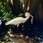 Review photo of Blue Spring State Park Campground by Jenn B., September 8, 2019