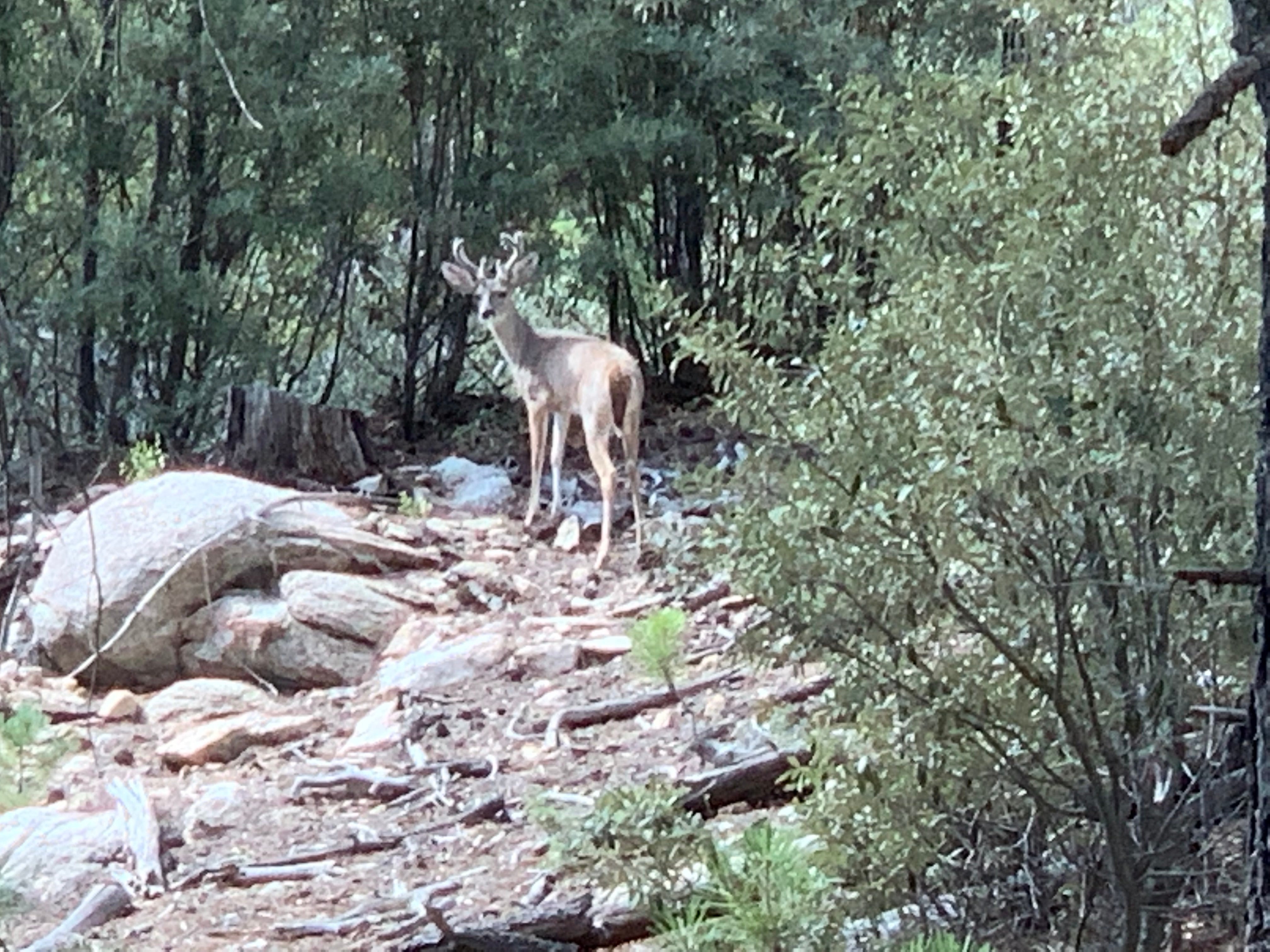 Deer on Mt. Lemmon